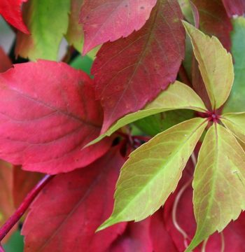 Parthenocissus quinquefolia Parthenocissus quinquefolia