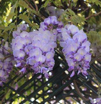 Rankhilfe_Blüten Rankhilfe_Blüten